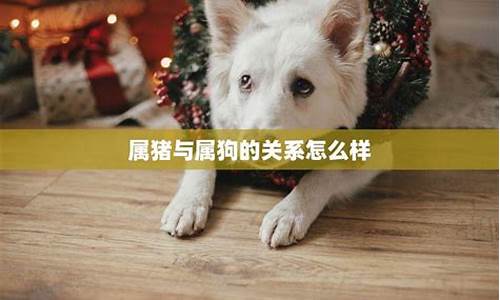 属虎和属猪的人在一起了会怎么样-属虎与属猪相处怎么样